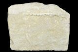 Archimedes Screw Bryozoan Fossil - Alabama #178186-1